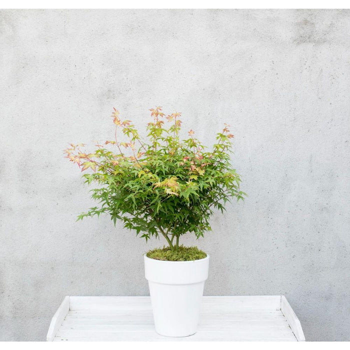 Japansk Ahorn 'Little Princess' - ↨30Cm - Ø19Cm - Udendørs Plante