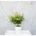 Japansk Ahorn 'Little Princess' - ↨30Cm - Ø19Cm - Udendørs Plante