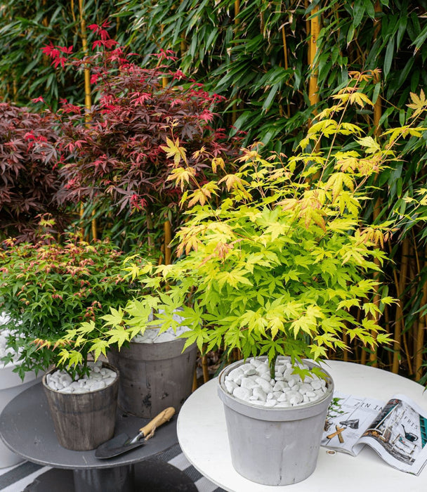 Japansk Ahorn 'Orange Dream' - ↨30Cm - Ø15Cm - Udendørs Plante