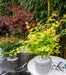Japansk Ahorn 'Orange Dream' - ↨30Cm - Ø15Cm - Udendørs Plante