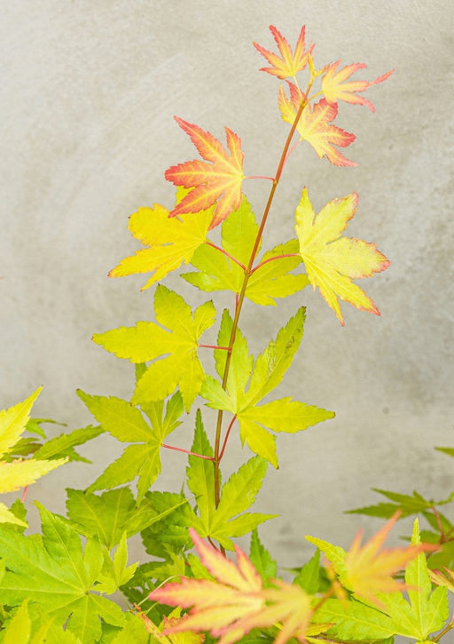 Japansk Ahorn 'Orange Dream' - ↨40Cm - Ø19Cm - Udendørs Plante