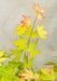 Japansk Ahorn 'Orange Dream' - ↨40Cm - Ø19Cm - Udendørs Plante