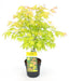 Japansk Ahorn 'Orange Dream' - ↨40Cm - Ø19Cm - Udendørs Plante