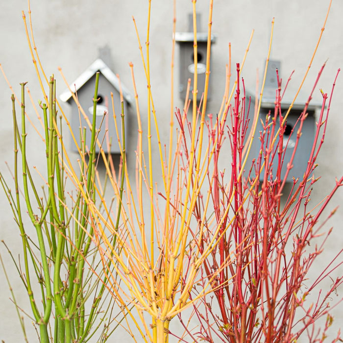 Japansk Ahornpalme. Acer 'Going Green'