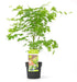 Japansk Ahornpalme. Acer 'Going Green'