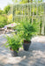 Japansk Ahornpalme. Acer 'Going Green'