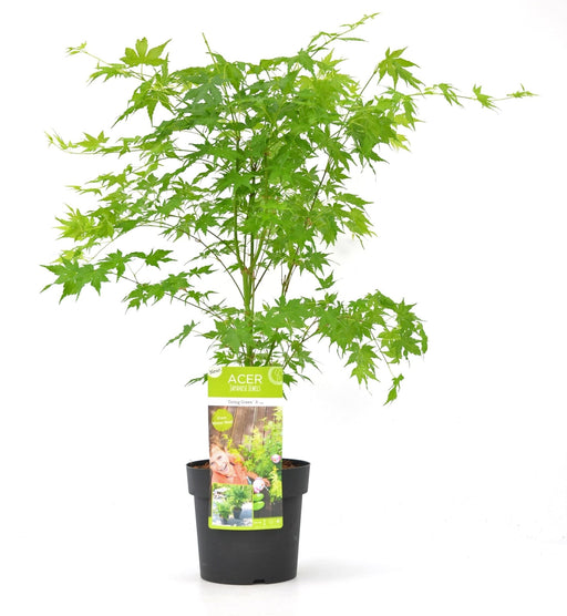 Japansk Ahornpalme. Acer 'Going Green'