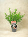 Eriostemon Hvide Voksblomster D17Cm H50Cm- Ø17Cm - ↕50Cm