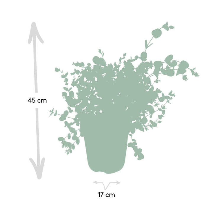 Eukalyptus - 45 Cm - Ø17 - Udendørs Plante