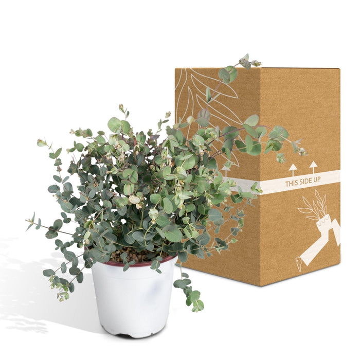 Eukalyptus - 45 Cm - Ø17 - Udendørs Plante
