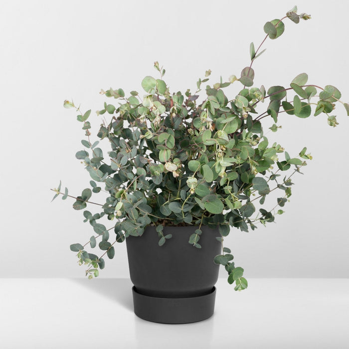 Eukalyptus - 45 Cm - Ø17 - Udendørs Plante