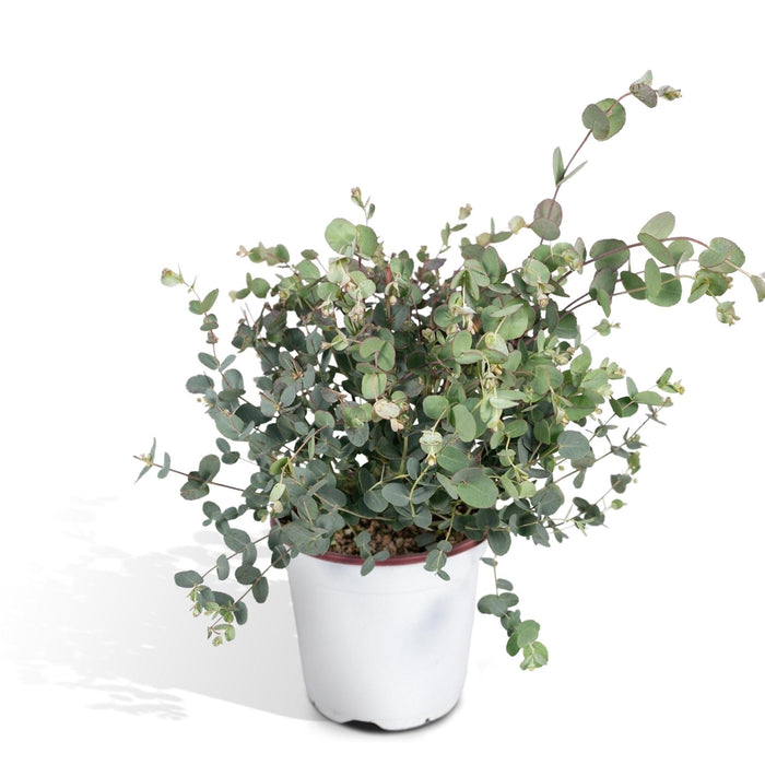 Eukalyptus - 45 Cm - Ø17 - Udendørs Plante