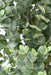 Kunstig Eukalyptus 190 Cm Indendørs Plante