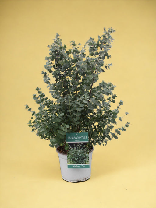 Eukalyptus Gunni