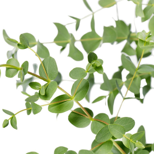 Eucalyptus Parvifolia - ↨30Cm - Ø17Cm - Udeplante