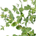 Eucalyptus Parvifolia - ↨30Cm - Ø17Cm - Udeplante