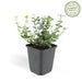 Euonymus 'Emerald 'N Gaity' - Sæt Med 6 Stk