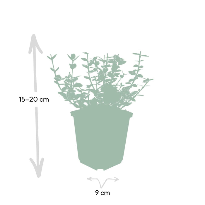 Euonymus 'Emerald 'N Gaity' - Sæt Med 6 Stk