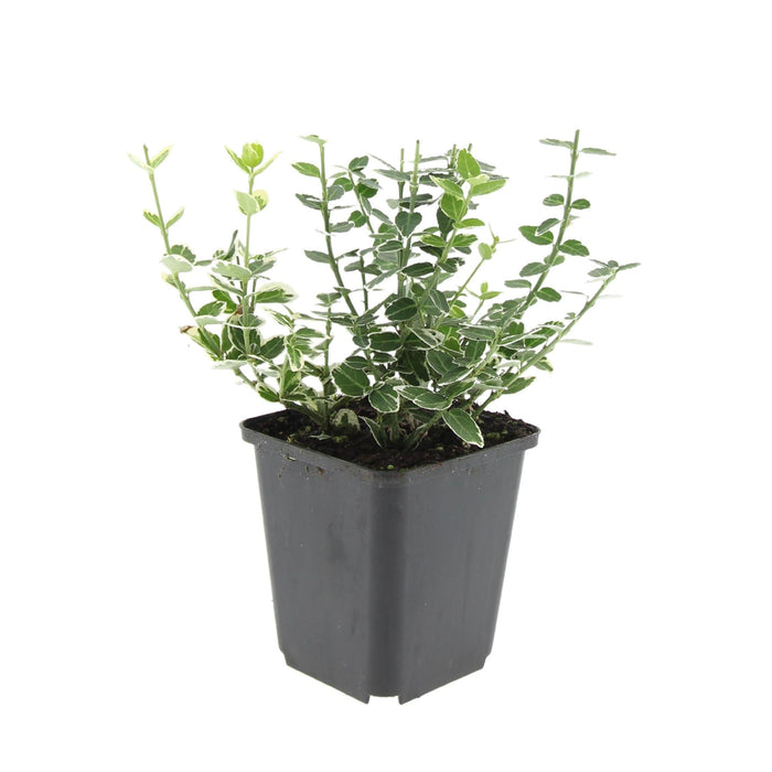 Euonymus 'Emerald 'N Gaity' - Sæt Med 6 Stk