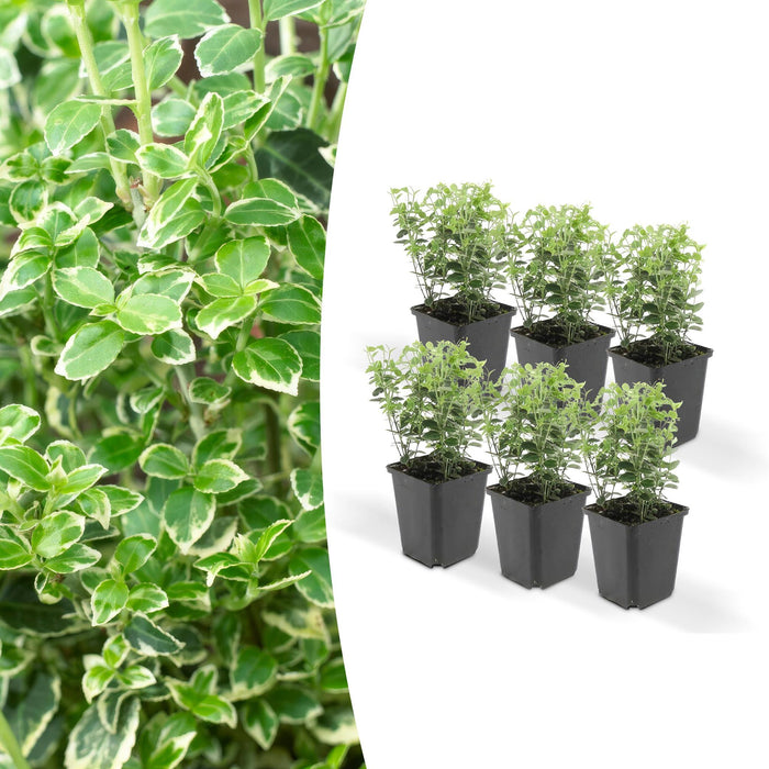 Euonymus 'Emerald 'N Gaity' - Sæt Med 6 Stk
