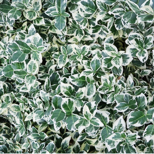 Euonymus Fortunei 'Emerald Gaiety' - Sæt Med 6