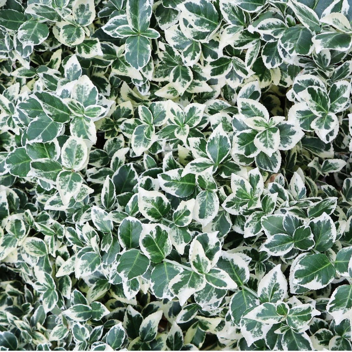 Euonymus Fortunei 'Emerald Gaiety' - Sæt Med 6
