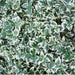 Euonymus Fortunei 'Emerald Gaiety' - Sæt Med 6