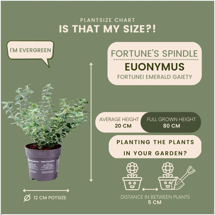 Euonymus Fortunei 'Emerald Gaiety' - Sæt Med 6