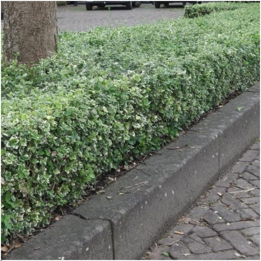 Euonymus Fortunei 'Emerald Gaiety' - Sæt Med 6