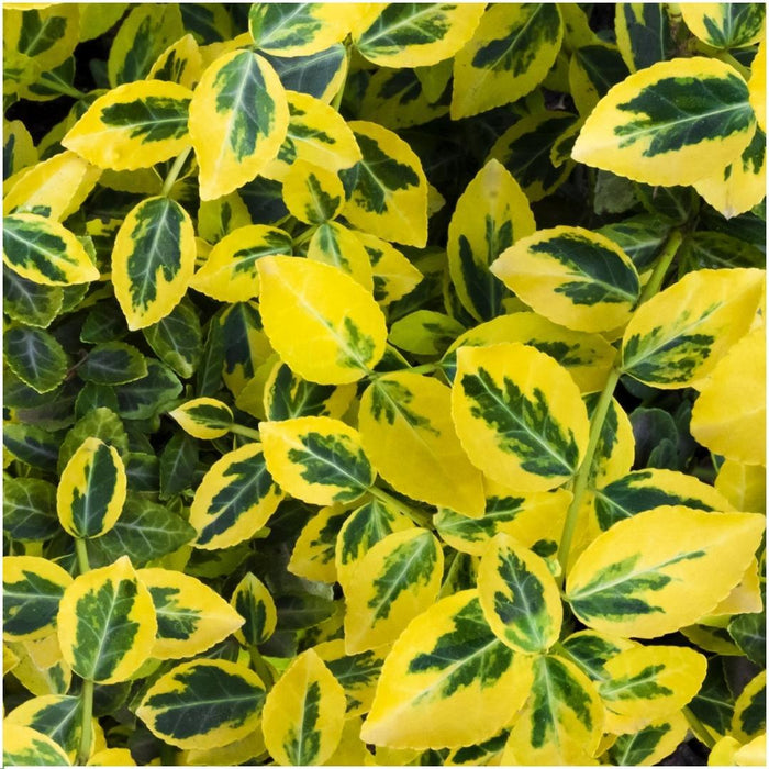 Euonymus Fortunei 'Emerald Gold' - Sæt Med 6 Stk