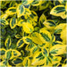 Euonymus Fortunei 'Emerald Gold' - Sæt Med 6 Stk