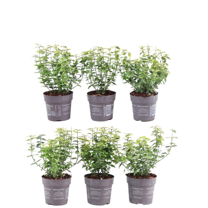 Euonymus Fortunei 'Emerald Gold' - Sæt Med 6 Stk