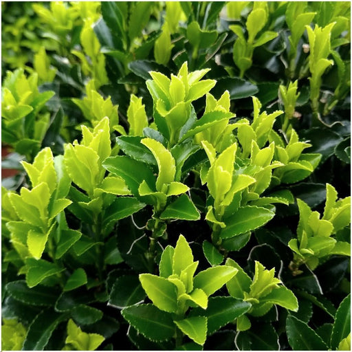 Euonymus Japonicus 'Green Spire' - Sæt Med 6 Stk