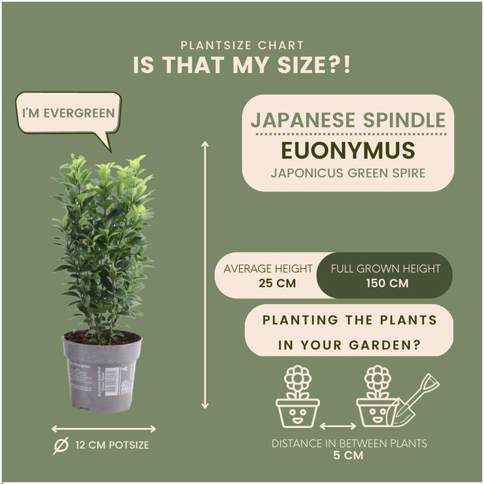 Euonymus Japonicus 'Green Spire' - Sæt Med 6 Stk
