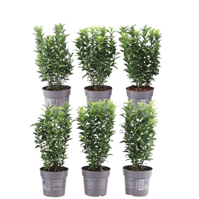 Euonymus Japonicus 'Green Spire' - Sæt Med 6 Stk
