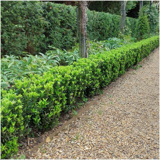 Euonymus Japonicus 'Green Spire' - Sæt Med 6 Stk