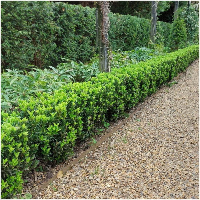 Euonymus Japonicus 'Green Spire' - Sæt Med 6 Stk