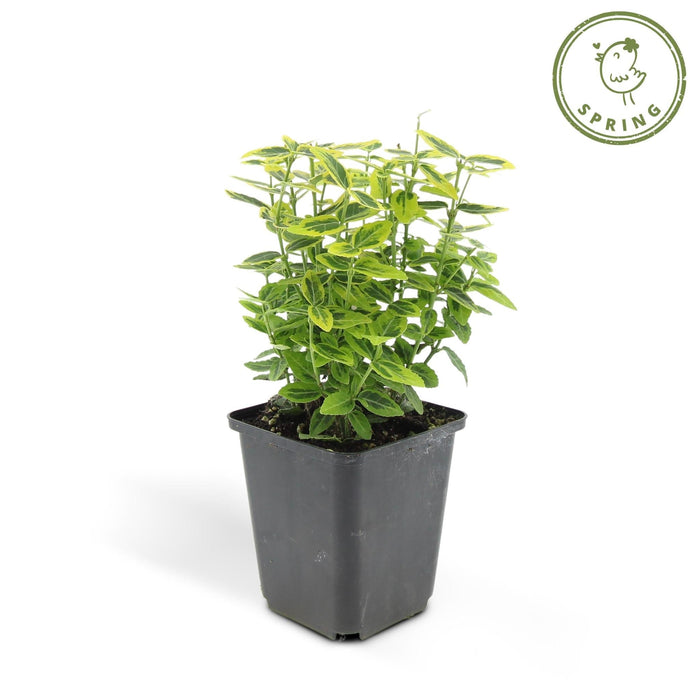 Euoynmus 'Emerald N Gold' - Sæt Med 6 Stk
