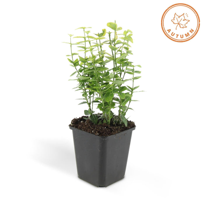 Euoynmus 'Emerald N Gold' - Sæt Med 6 Stk