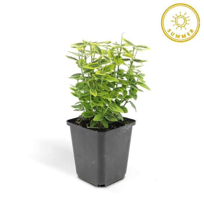 Euoynmus 'Emerald N Gold' - Sæt Med 6 Stk