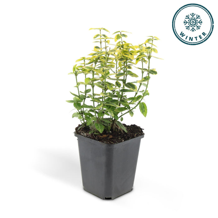 Euoynmus 'Emerald N Gold' - Sæt Med 6 Stk