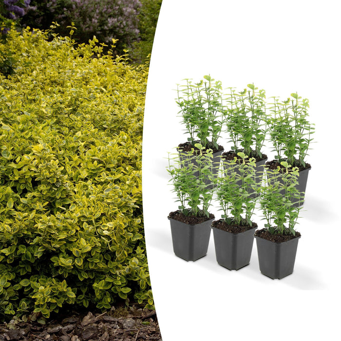 Euoynmus 'Emerald N Gold' - Sæt Med 6 Stk