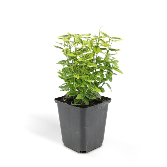 Euoynmus 'Emerald N Gold' - Sæt Med 6 Stk