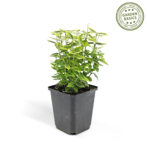 Euoynmus 'Emerald N Gold' - Sæt Med 6 Stk