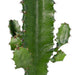 Euphorbia Acrurensis H50.0Cm