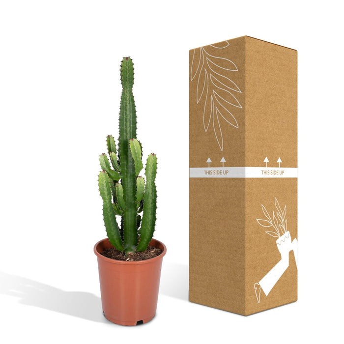 Euphorbia Acrurensis H60Cm