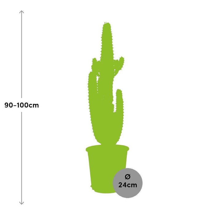 Spurge Acrurensis H95Cm - Indendørs Kaktus