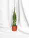 Euphorbia Trigona H70Cm