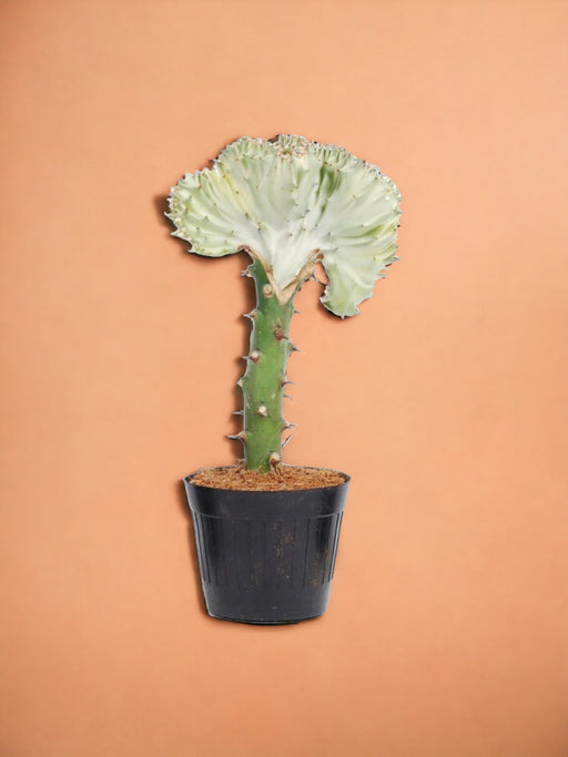 Euphorbia Lactea Cristata Hvid