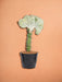 Euphorbia Lactea Cristata Hvid